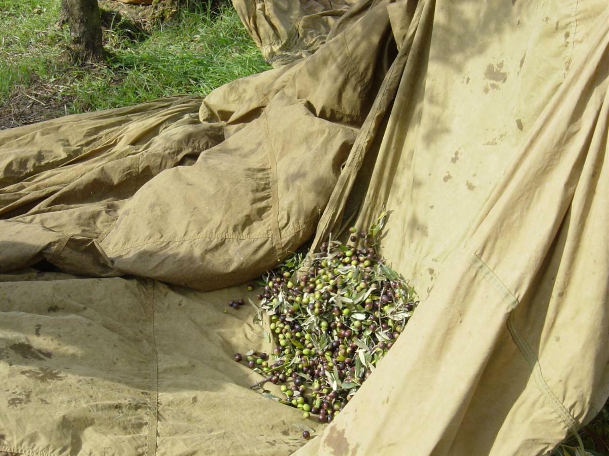 Le Massucce San Casciano in Val di Pesa Ngoại thất bức ảnh